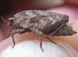 Crested Pygmy Grasshopper